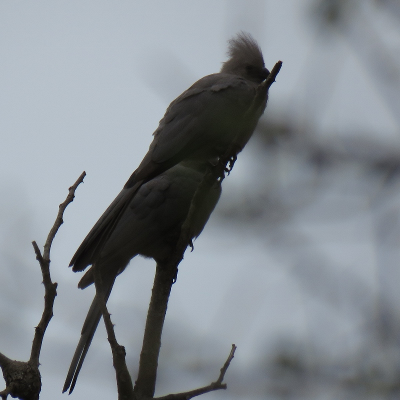 IMG_1906 (800x800).jpg