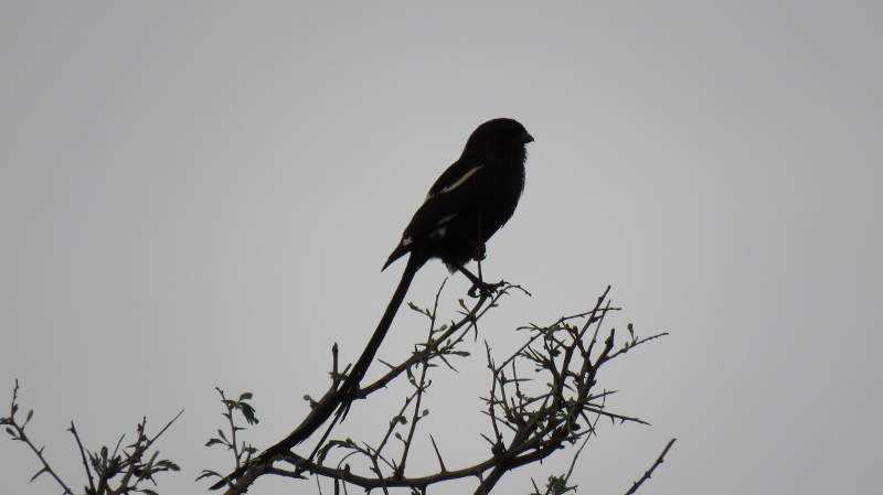 IMG_1910 (800x449).jpg