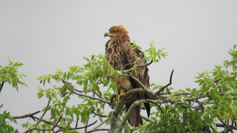 IMG_1917 (800x451).jpg