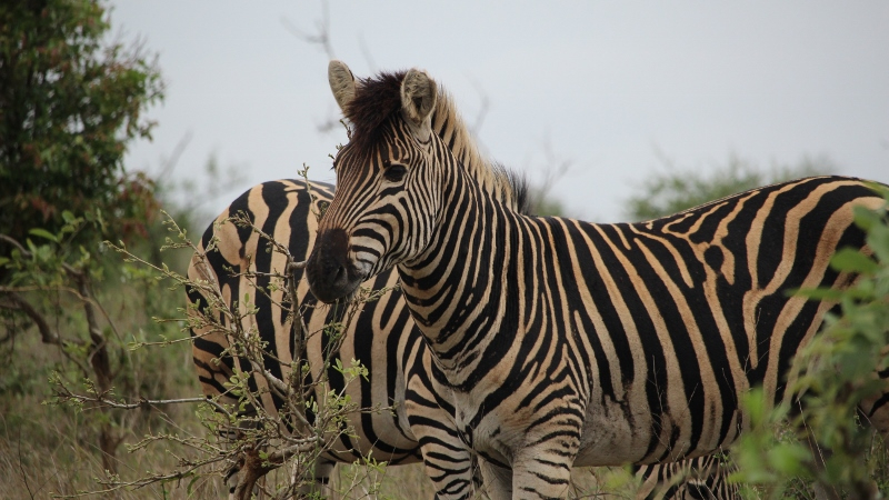 IMG_3125 (800x450).jpg