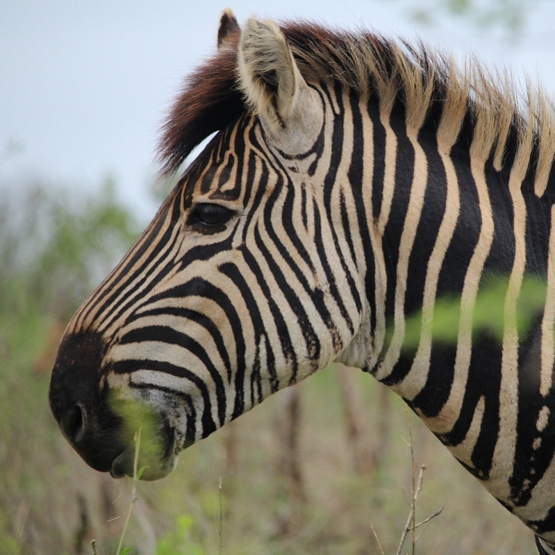 IMG_3137 (800x800).jpg