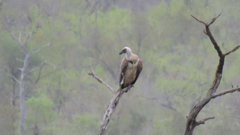 IMG_1957 (800x451).jpg