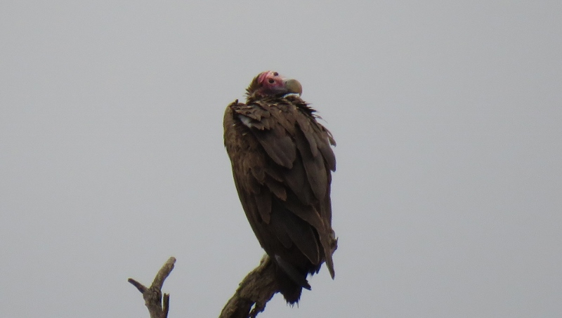 IMG_1985 (800x453).jpg