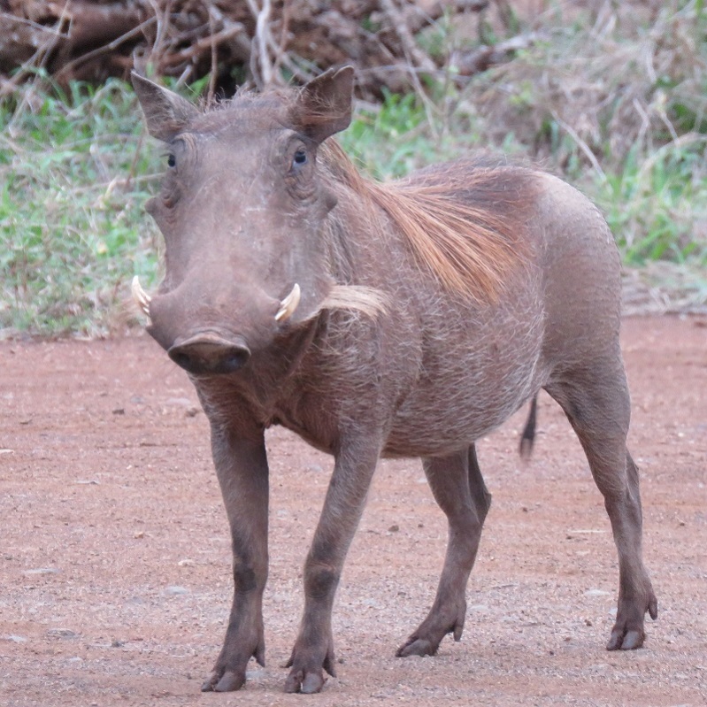 IMG_2042 (800x800).jpg