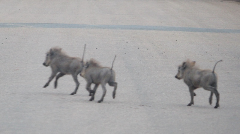 IMG_3164 (800x449).jpg