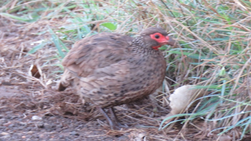 IMG_2058 (800x449).jpg