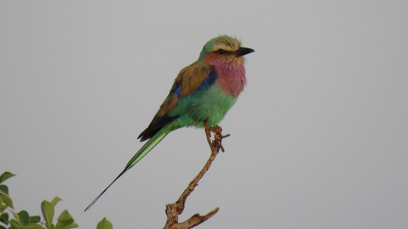 IMG_2079 (800x449).jpg