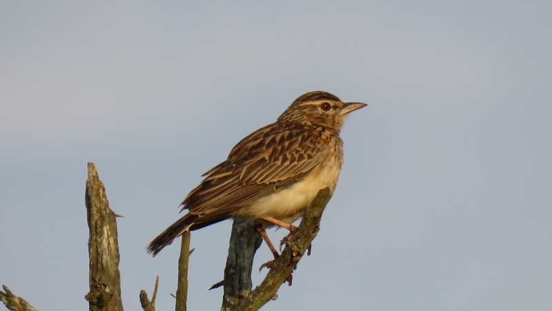 IMG_2089 (800x451).jpg