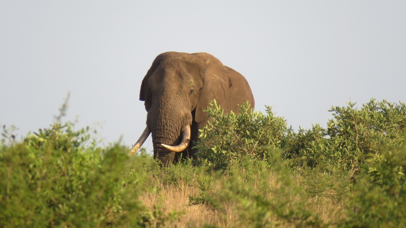 IMG_2090 (800x450).jpg