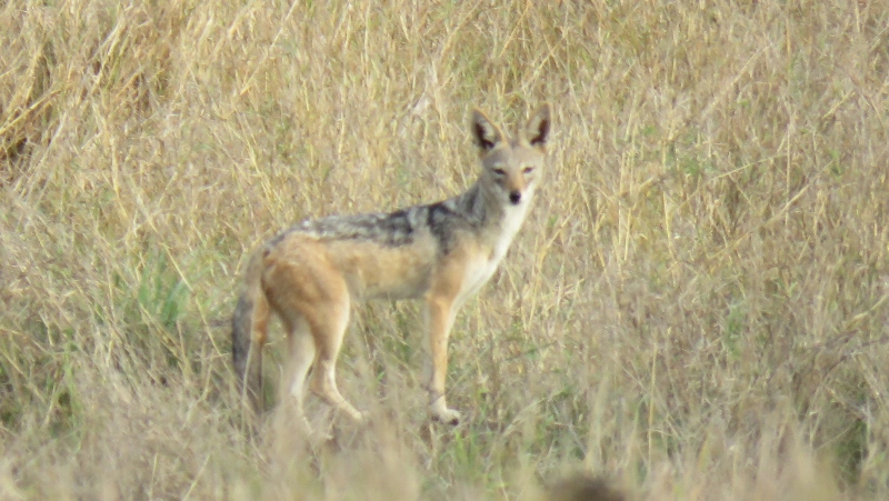 IMG_2097 (800x451).jpg