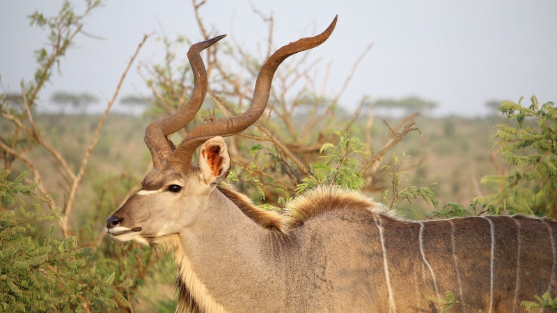 IMG_3200 (800x450).jpg