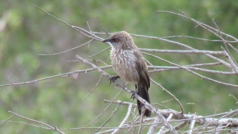 IMG_2102 (800x451).jpg