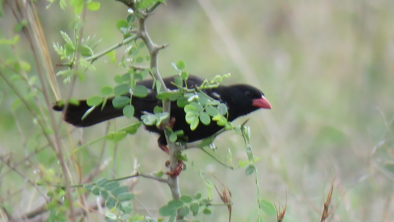 IMG_2103 (800x452).jpg