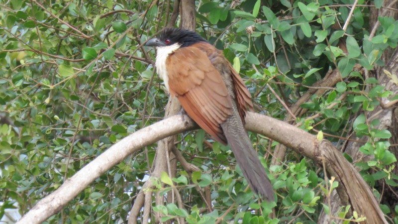 IMG_2108 (800x450).jpg