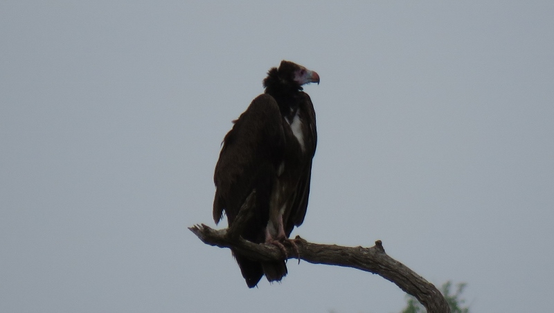 IMG_2109 (800x452).jpg