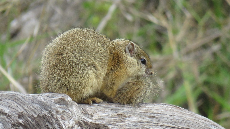 IMG_2117 (800x450).jpg