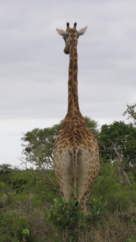 IMG_2118 (451x800).jpg