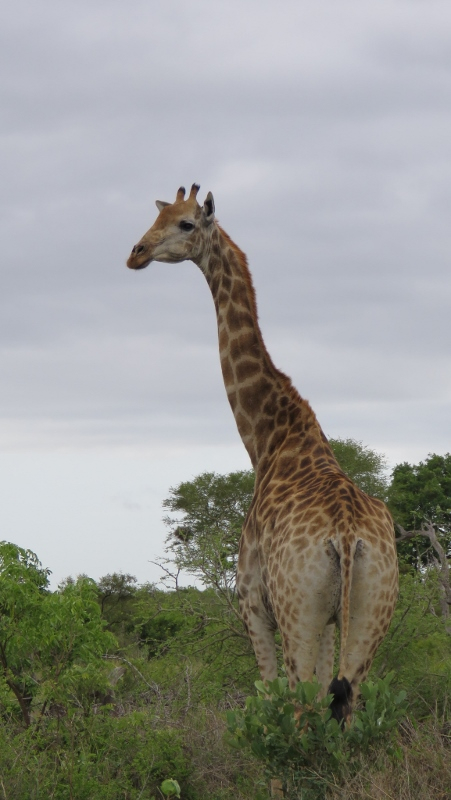 IMG_2120 (451x800).jpg