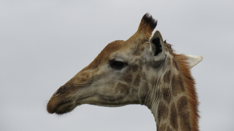 IMG_2123 (800x449).jpg