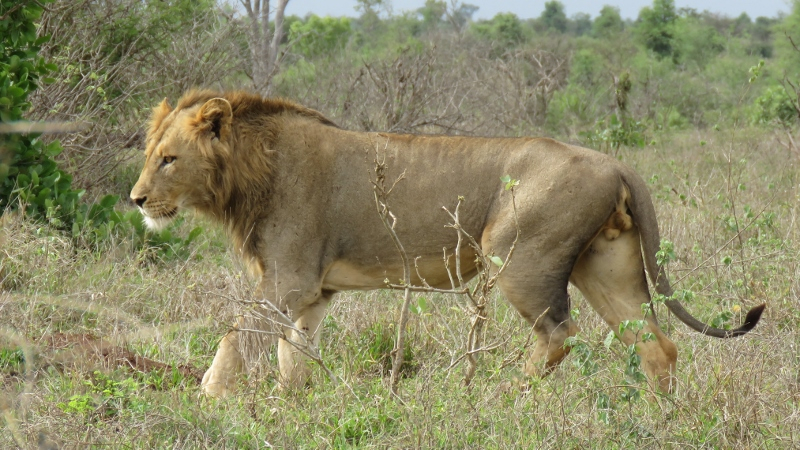 IMG_2142 (800x450).jpg