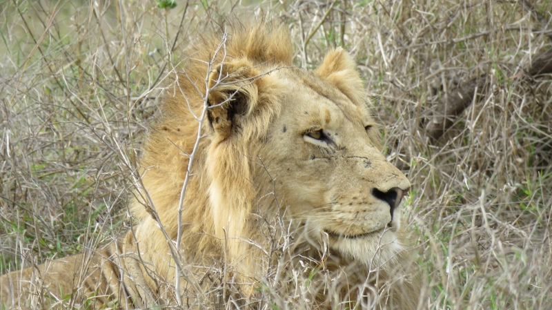 IMG_2136 (800x449).jpg