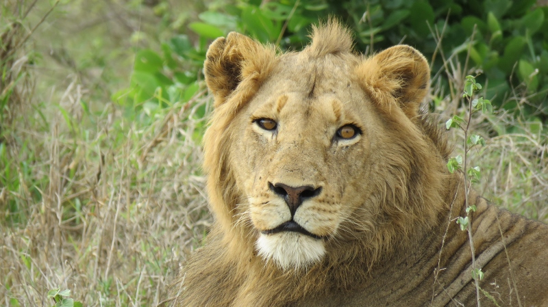 IMG_2149 (800x449).jpg