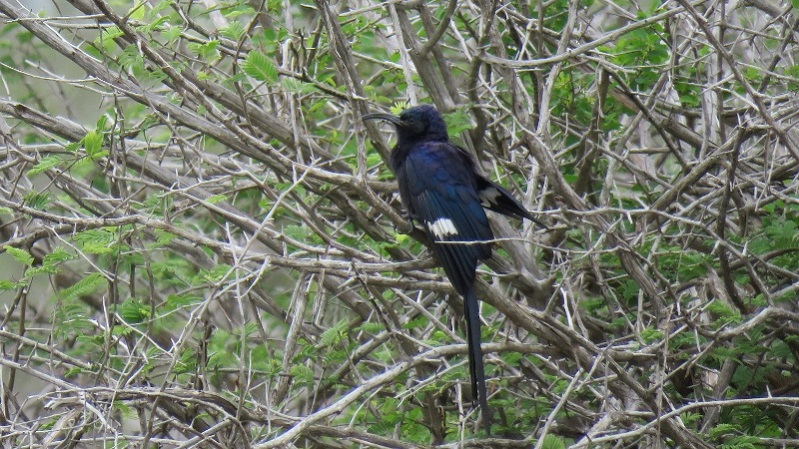 IMG_2166 (800x450).jpg