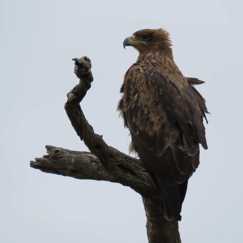 IMG_2168 (798x800).jpg