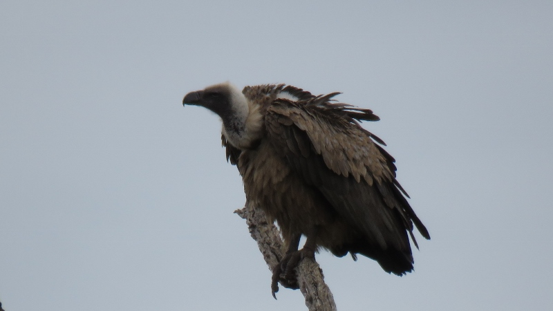 IMG_2169 (800x450).jpg