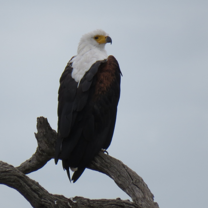 IMG_2177 (798x800).jpg