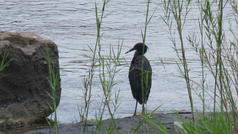 IMG_2184 (800x451).jpg