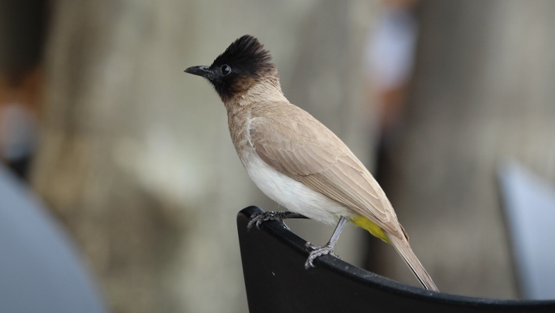 IMG_3241 (800x451).jpg