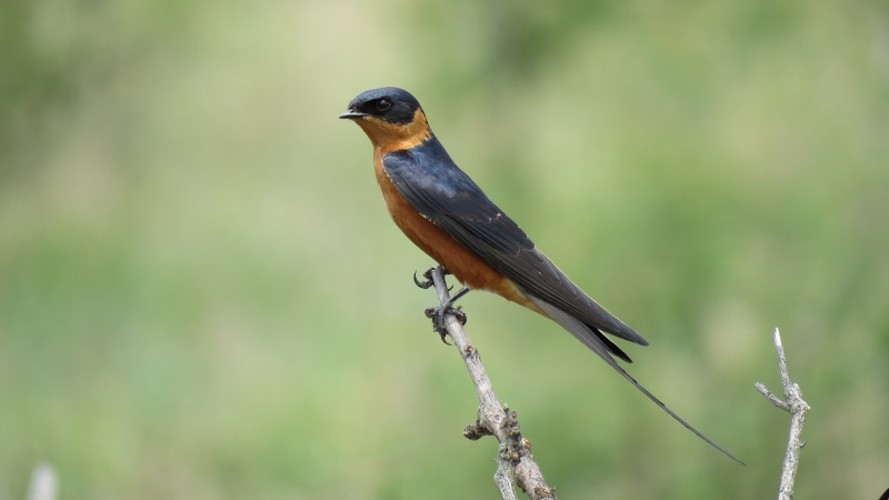 IMG_2198 (800x450).jpg