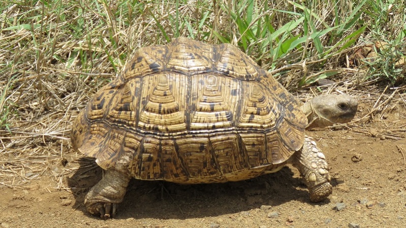 IMG_2207 (800x451).jpg