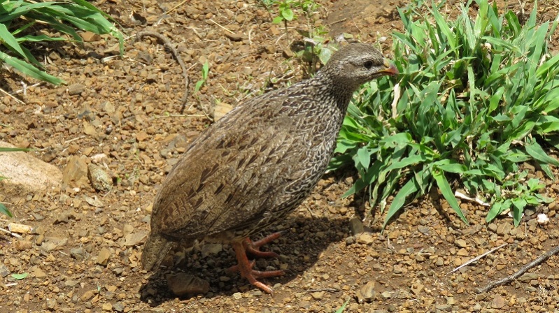 IMG_2220 (800x449).jpg