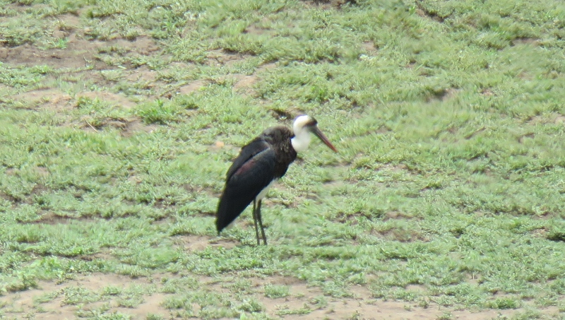 IMG_2222 (800x453).jpg