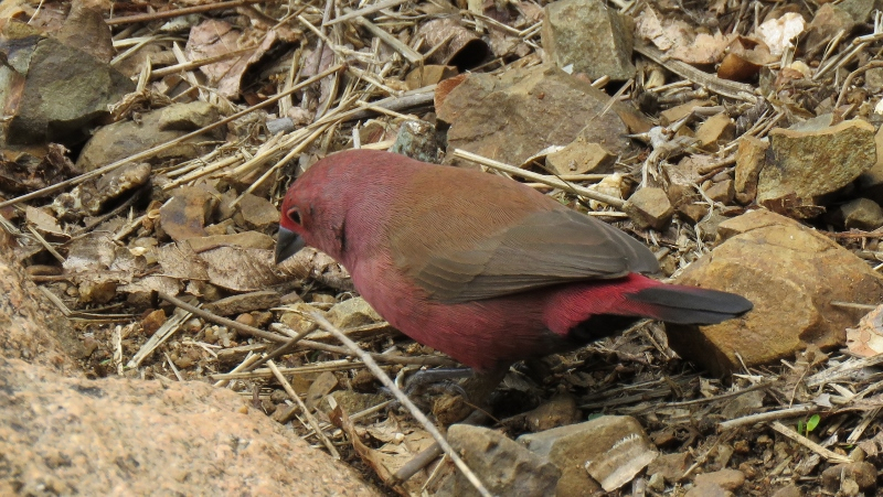 IMG_2231 (800x451).jpg