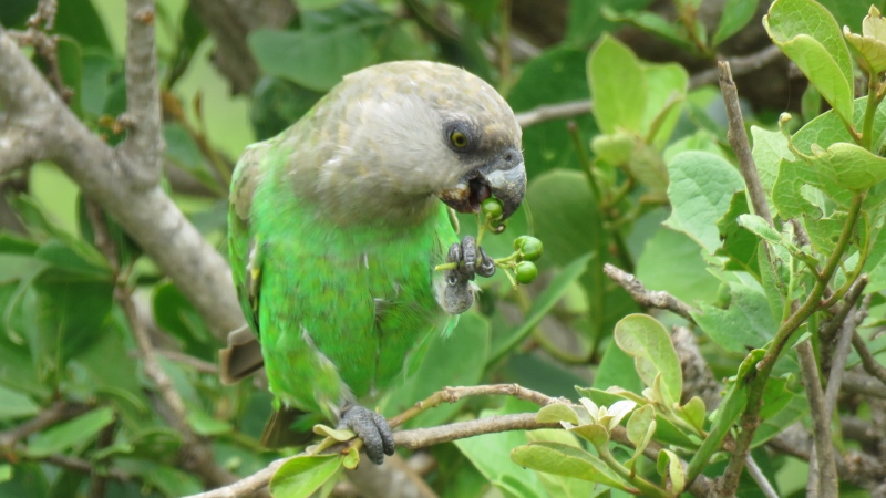 IMG_2247 (800x450).jpg