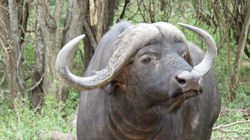 IMG_2286 (800x449).jpg