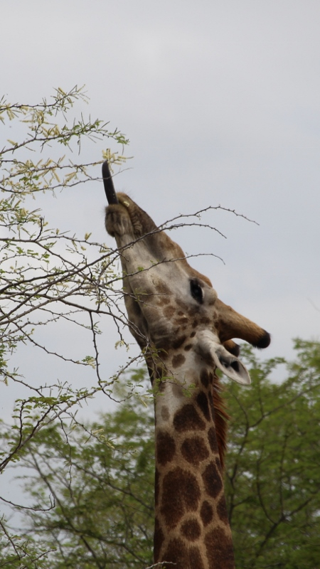 IMG_3281 (450x800).jpg