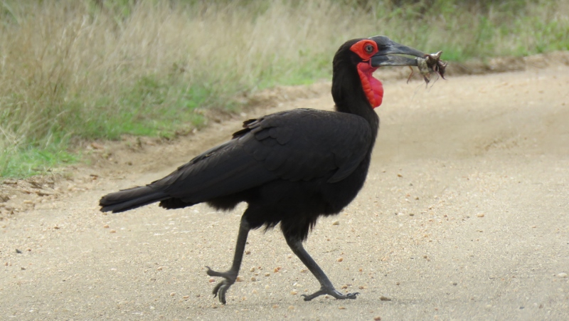 IMG_2294 (800x451).jpg