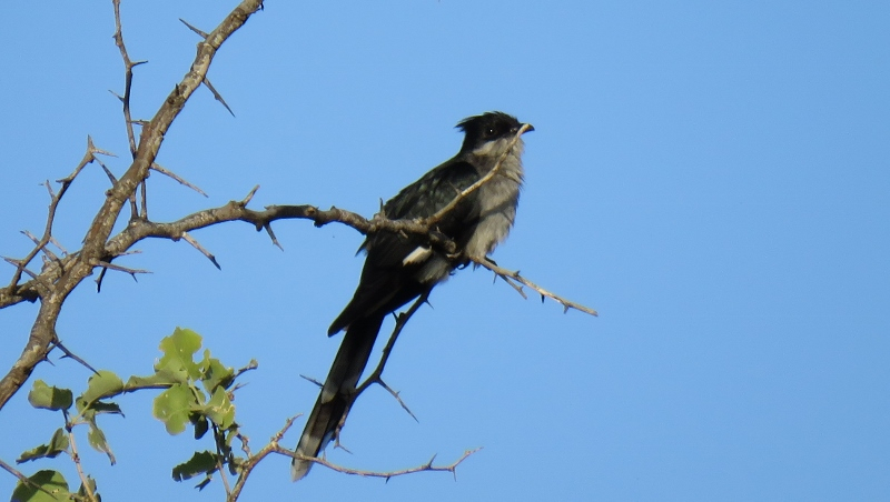 IMG_2325 (800x452).jpg