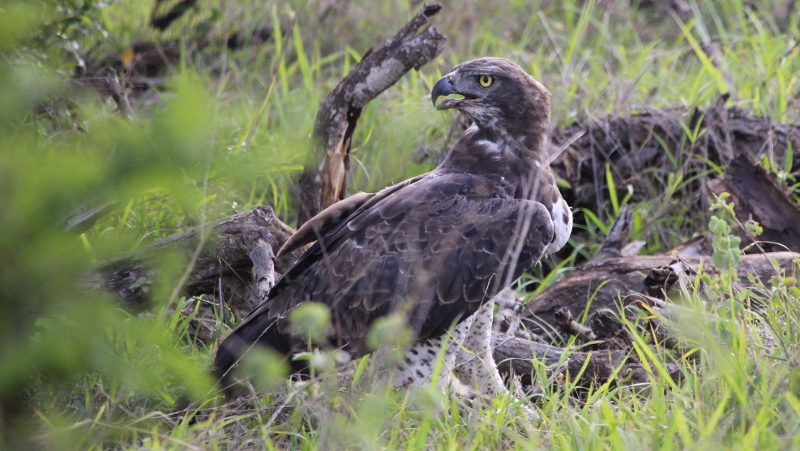 IMG_3301 (800x451).jpg