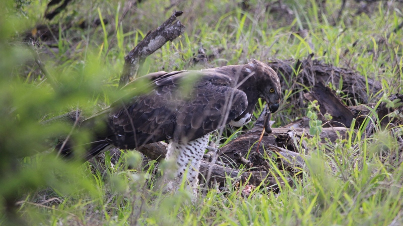 IMG_3303 (800x449).jpg