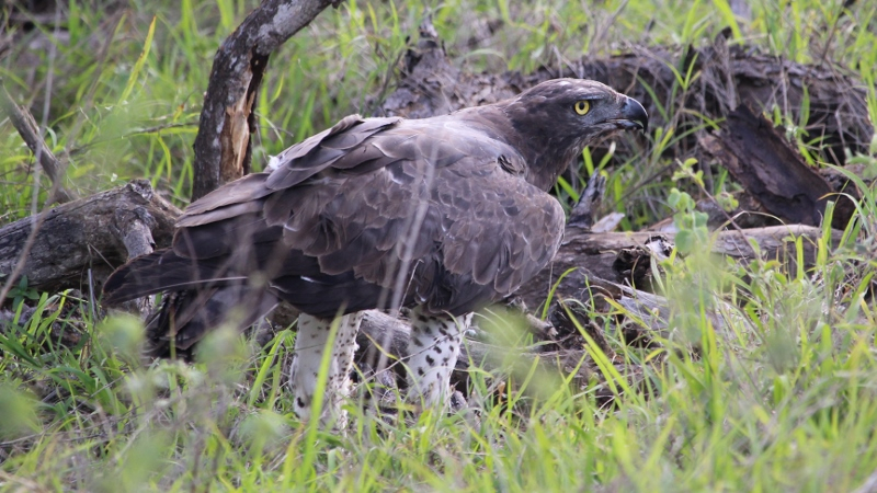 IMG_3304 (800x450).jpg