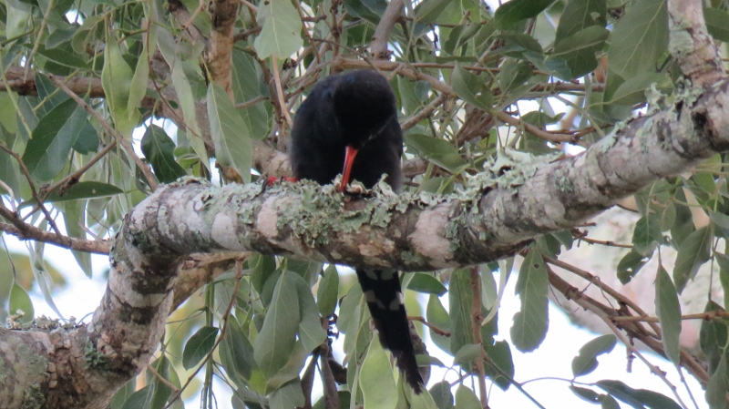 IMG_2338 (800x449).jpg