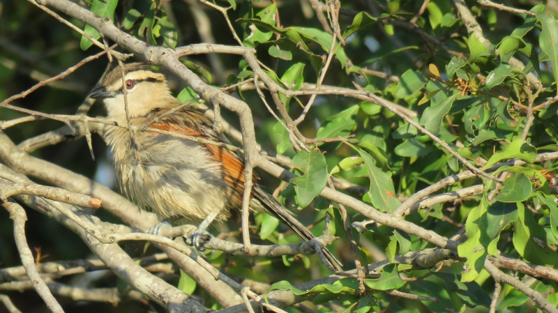 IMG_2347 (800x449).jpg