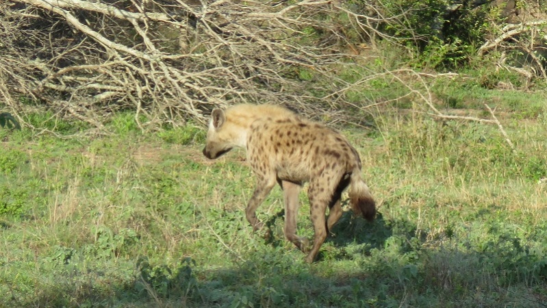 IMG_2356 (800x451).jpg