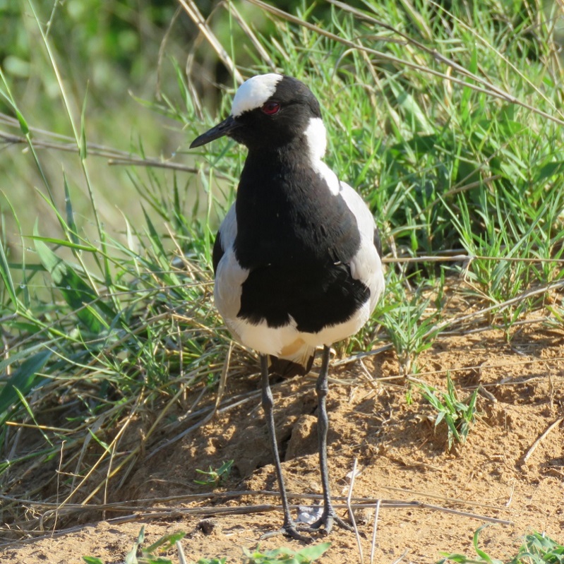 IMG_2363 (800x800).jpg