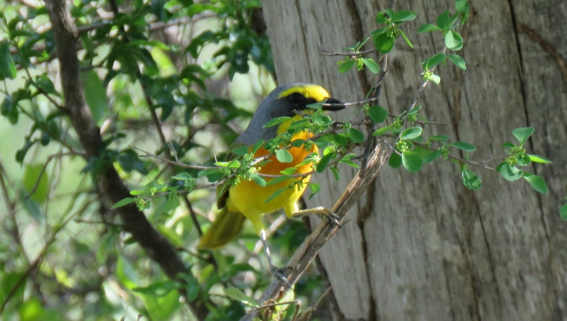 IMG_2373 (800x453).jpg